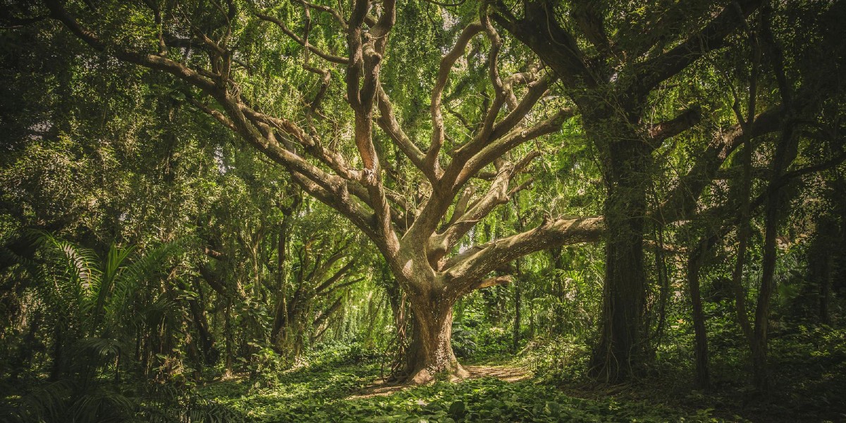 Family hierarchies: how PhotoStructure parses names